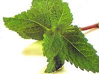 200x150hortela.jpg