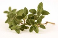 oregano_large.jpg oregano_large.jpg