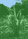 citronela