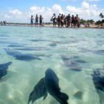 Peixes Peixes