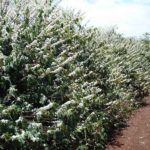 1a. florada do cafezal