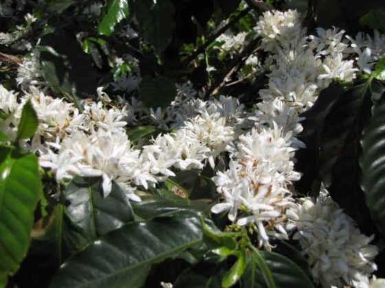 Florada Renascente Café