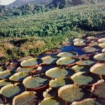 Depois de ver o jacaré por causa do carro quebrado, paramos para apreciar as vitórias régia na beira da estrada de terra entre Campo Grande e Corumbá. 1990